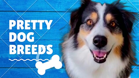 Pretty Dog Breeds