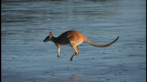 Fræk kænguru tager en svømmetur i Queensland