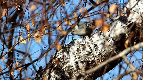 Nuthatch Pecking a Tree