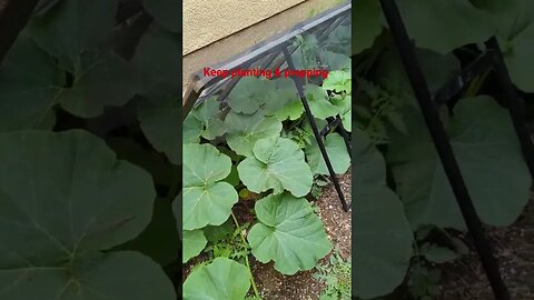 My #calabasas #squash #cherrytomatoes #vegetablegarden