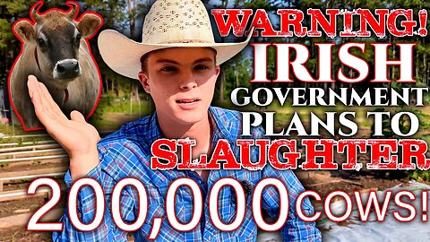 💥The Great Cattle MASSACRE:💥 Ireland's Unthinkable Plot to Eradicate 200,000 Cows! For WHAT?