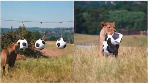 Anche i leoni giocano con le palle da calcio