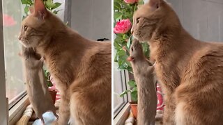 Pet Rat Loves His Kitty Best Friend