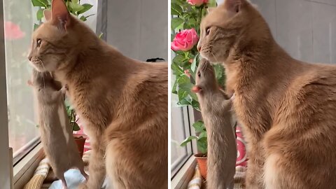 Pet Rat Loves His Kitty Best Friend