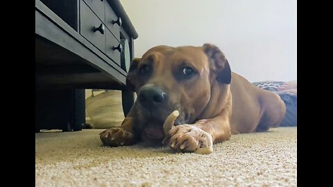 Relaxing sound of antler chewing