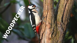 Woodpeckers Curiosities