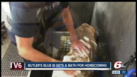 Butler's Blue III mascot gets bath for homecoming