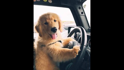 Dog drive in the car😂🤣 || Funny videos || Viral funny entertainment || Viral funny entertainment ||