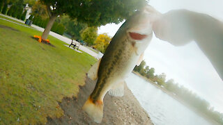 Fishing a Bass Munitions Beaver Bait for Bass!