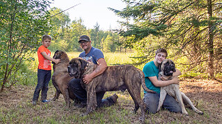 Our GIANT 250lb Mastiff Is Built Like A Wrestler | BIG DOGZ