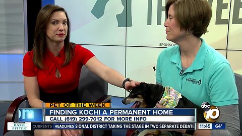 Pet of the Week: Kochi