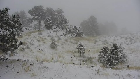 Fox romping around in snow at Lookout Mountain