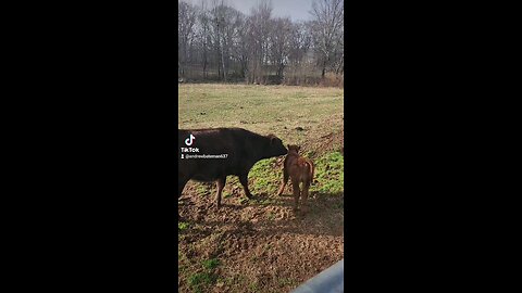 Big sister Annie loving baby bull calf.