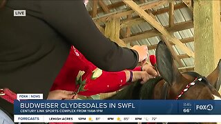 Braiding horse hair for Budweiser Clydesdales event in SWFL