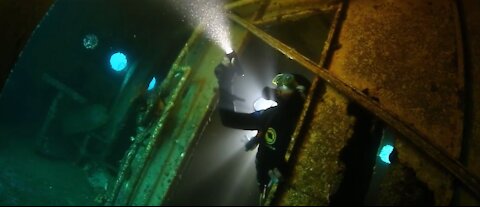 💗Diving seal under water animal scuba diving #12💗