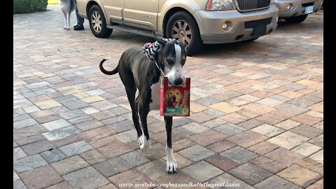 Great Dane delivers biscuits right to her bed