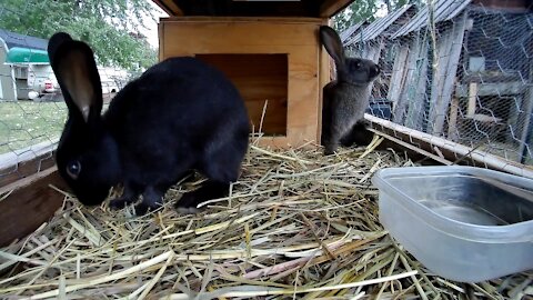 Young rabbits looking around and eating