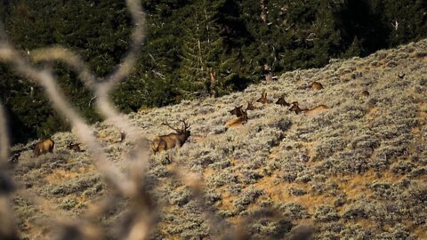 Idaho Archery Elk Hunt (Elk Everywhere!)