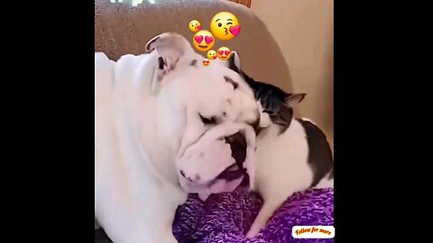 Funny video of cats having a lot of fun 🤣🤣 trending video