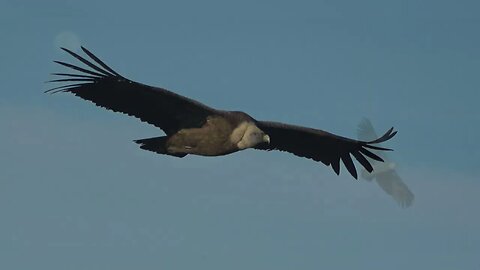 Soaring Bird of Prey at Castle in Spain