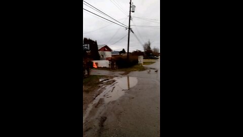 Cute ducks in West Kelowna BC On Gossett Rd in West Kelowna BC December 31 2023