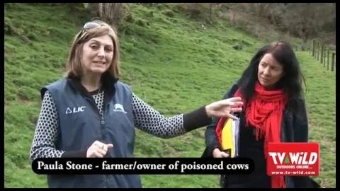 Department of Conservation Independent Poisoned Cow Investigation - nothing "independent" about it.