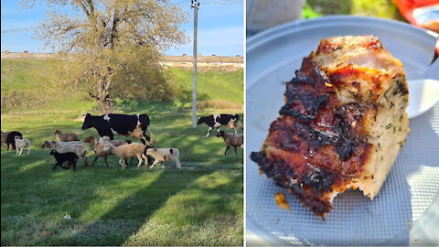 As I was at the ranch: cows, sheep, goats... BBQ!