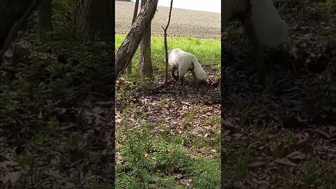 Neighbor's Dog Went for a Swim 🐩