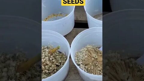 Saving Seeds Will Save You