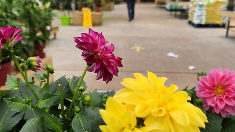 Garden centre walktrough