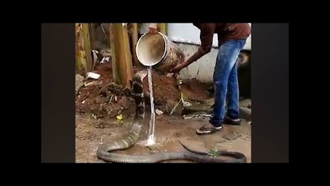 Watch: King cobra enjoys cold water shower 2021