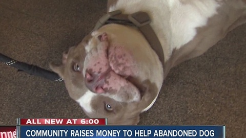 Community raises money to help abandoned dog, Jay