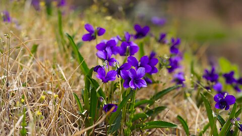 **"Viola odorata: The Sweet Violet - A Symbol of Modesty and Fragrance"**.