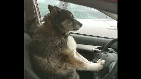 Ne laissez jamais votre chien seul dans la voiture... voilà ce qui peut arriver!