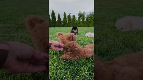 Puppy Playtime: Adorable Dogs Having Fun with Their Owner #soundeffects #animalsounds #nocopyright