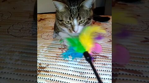 Funny Cat Is Scared by the Toy #shorts