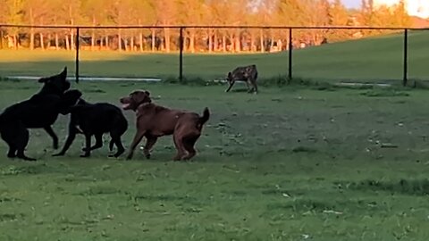 Chocolate Lab Denali Living her Best Life!