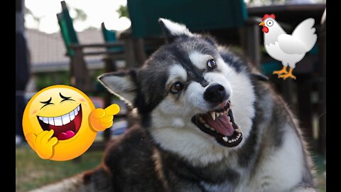 Funny Dog Fights with Chickens