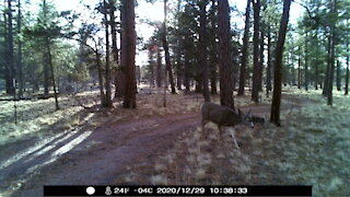 Some deer in central Oregon 2