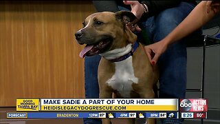 Rescues in Action: Sadie