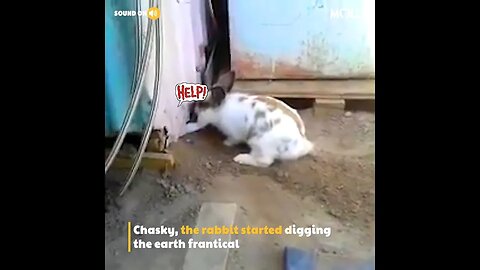 What happened 😱😨 - What is the Rabbit Doing? 😰😰