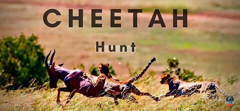 A Cheetah Hunting | Animals