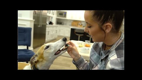 My Greyhound Tries Fruits And Vegetables