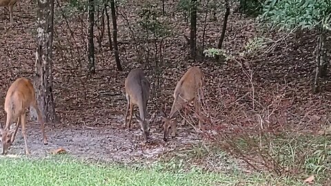 Deer came home to safety from control Burn with grey new friends