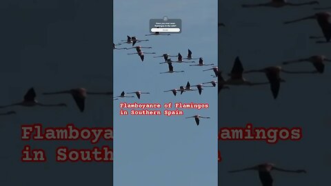 Wild Flamingos in South Spain