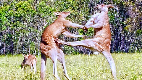 Two Kangaroo Boxing Fight | Reality of Life