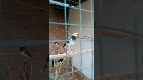 TERNAK BURUNG INPOR DAN PUYUH LANGKA