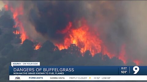 Dangers of buffelgrass during wildfire season