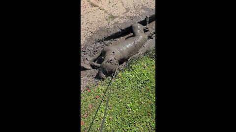 Dog finds mud puddle, makes the absolute most of it