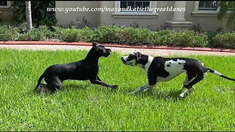 Playful Great Danes Enjoy A Funny Racing Wrestling Romp